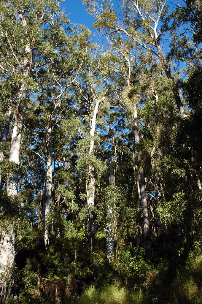 Morans Falls Track